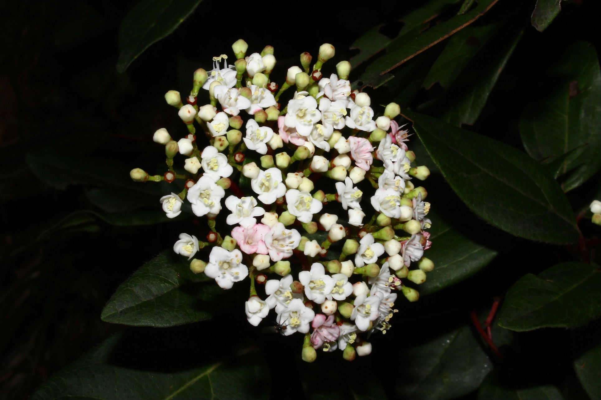 Le ultime arrivate tra le piante gi� fiorite